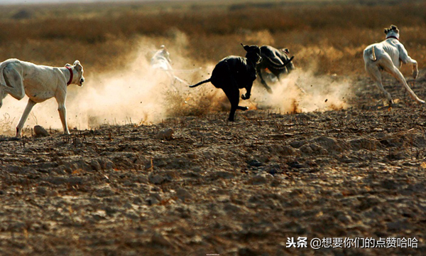 獾养殖前景_獾养殖有利润吗_致富经獾的养殖技术