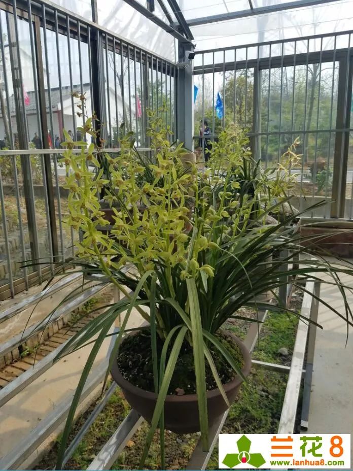 花卉兰花养殖技术大全图解_花卉兰花养殖技术大全视频_大花卉兰花怎么养殖技术