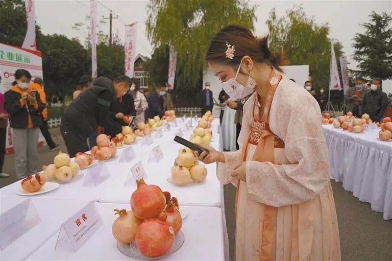 种植致富案例_苗木种植致富故事_致富苗木种植故事视频