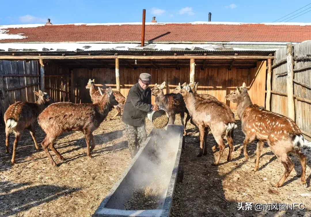 养獾的大型养殖场技术_致富经獾的养殖技术_养殖獾需要什么手续