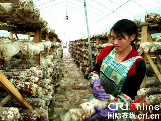 紫云自治县大营镇香菇种植基地务工的“香菇嫂” 摄影 杨云