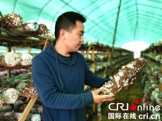 香菇大棚种植经验_大棚香菇种植技术视频_大棚香菇种植技术教程视频