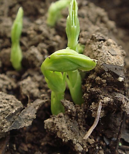 怎样种植碗豆_碗豆种植株距_碗豆种植致富