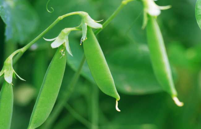 碗豆种植株距_怎样种植碗豆_碗豆种植致富