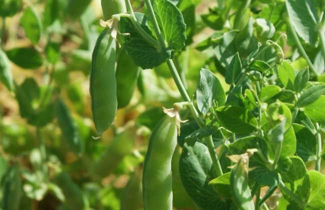 怎样种植碗豆_碗豆种植致富_碗豆种植株距