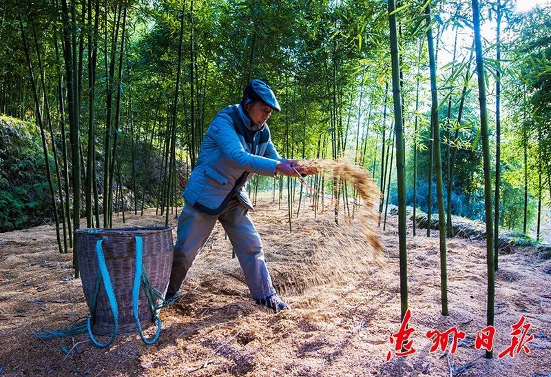 荒山种植致富竹_致富经竹子创业_竹子致富