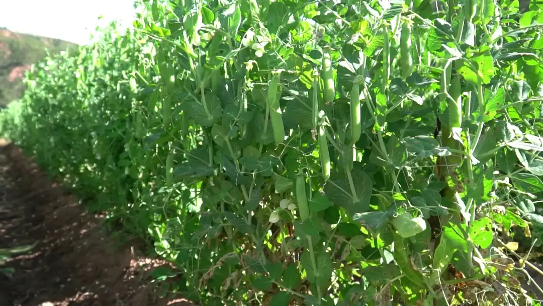碗豆种植致富_碗豆种植枝术_致富种植碗豆图片