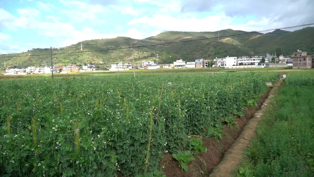 致富种植碗豆图片_碗豆种植致富_碗豆种植枝术