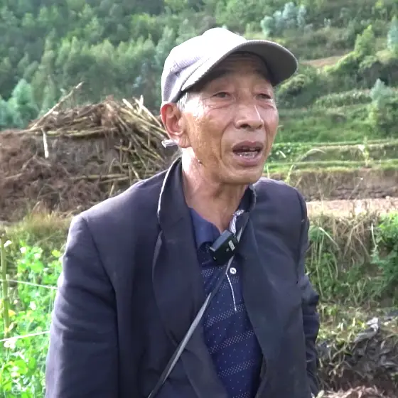 碗豆种植枝术_致富种植碗豆图片_碗豆种植致富