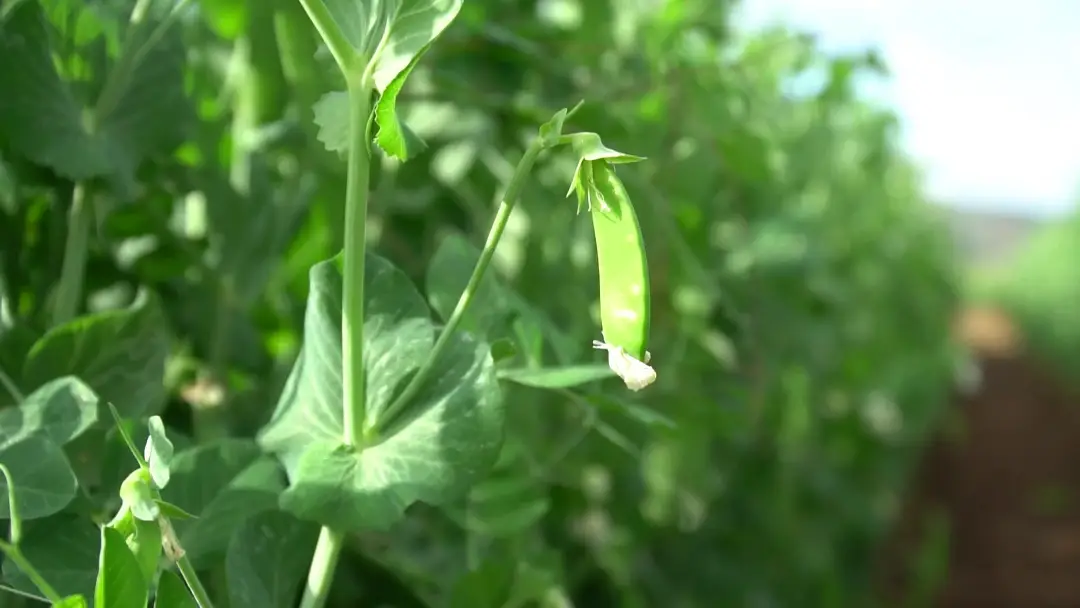 致富种植碗豆图片_碗豆种植枝术_碗豆种植致富
