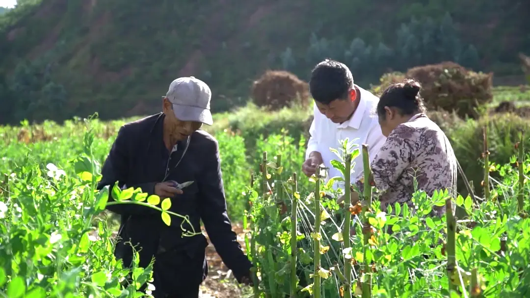碗豆种植致富_致富种植碗豆图片_碗豆种植枝术