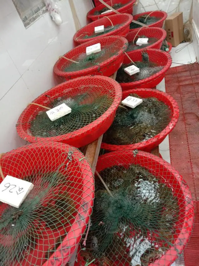 咸宁养殖螃蟹致富_湖北养蟹_咸宁螃蟹苗基地