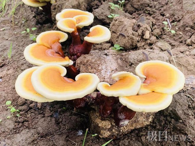灵芝种植三农致富经_返乡创业种灵芝致富_灵芝种植合作