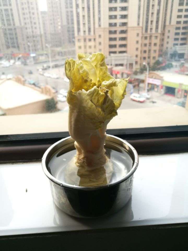 白菜冬季种植花技术与管理_冬季白菜花种植技术_冬季大白菜种植