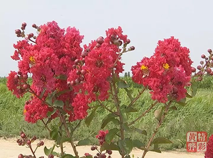 紫薇种植技术_致富紫薇种植项目介绍_紫薇种植致富项目