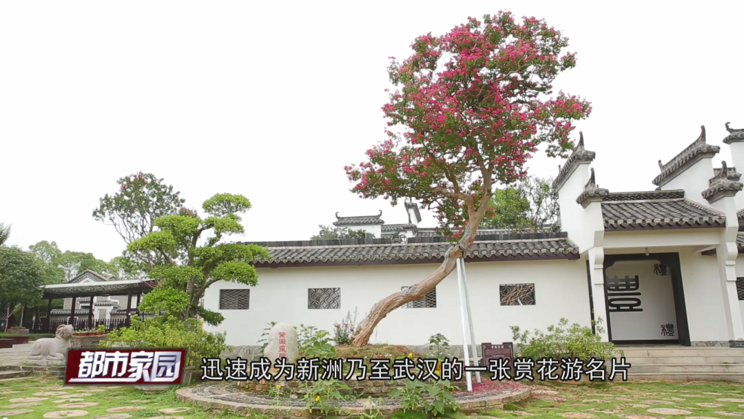 致富紫薇种植项目怎么样_紫薇种植技术_紫薇种植致富项目