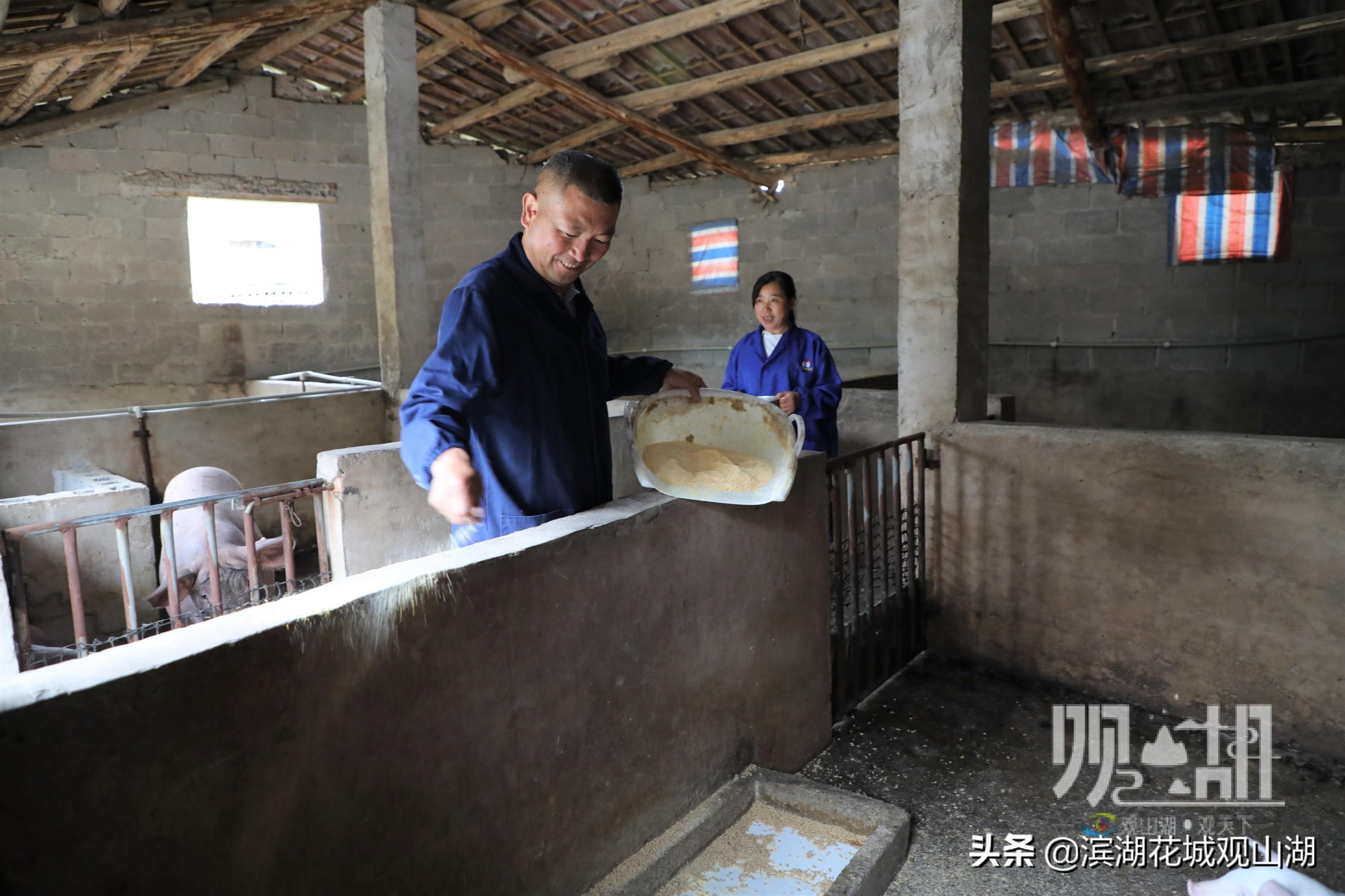 乡土观山湖|陈朝林：回乡当猪倌 书写酒糟养猪“致富经”