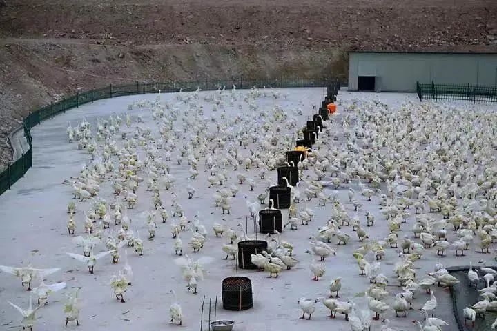 养鹅视频大全_养鹅致富经视频_鹅养殖致富视频