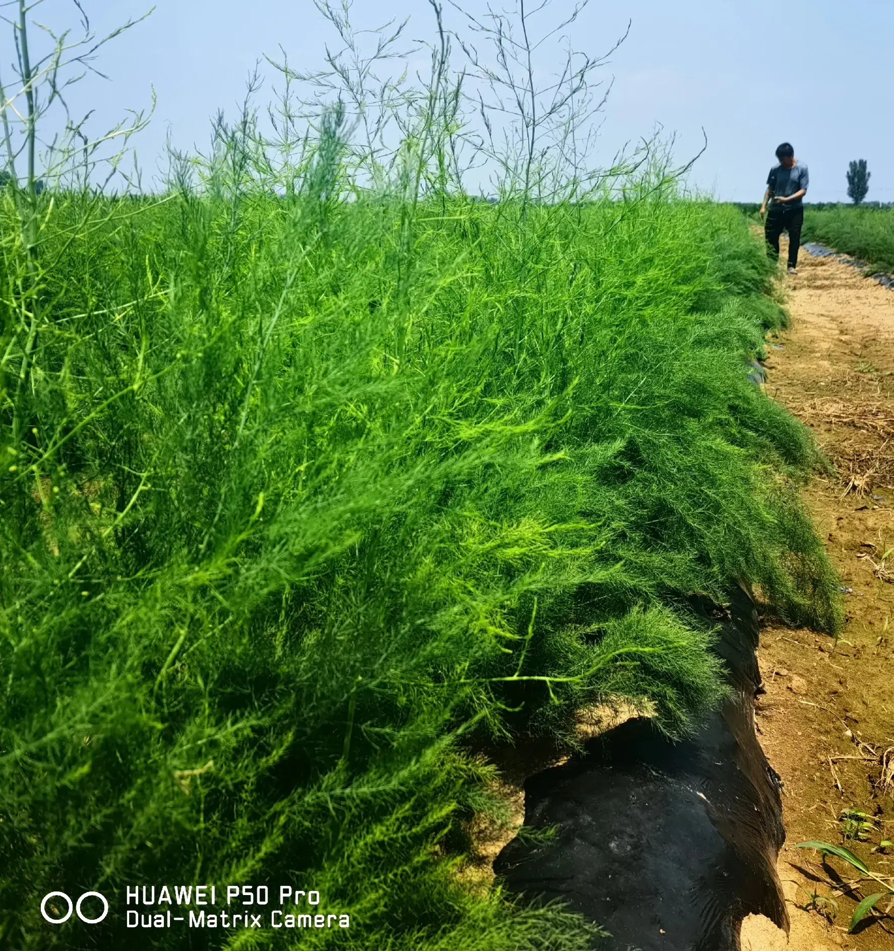 致富经 订单式种植，准销路销售，行唐小芦笋成富民新项目