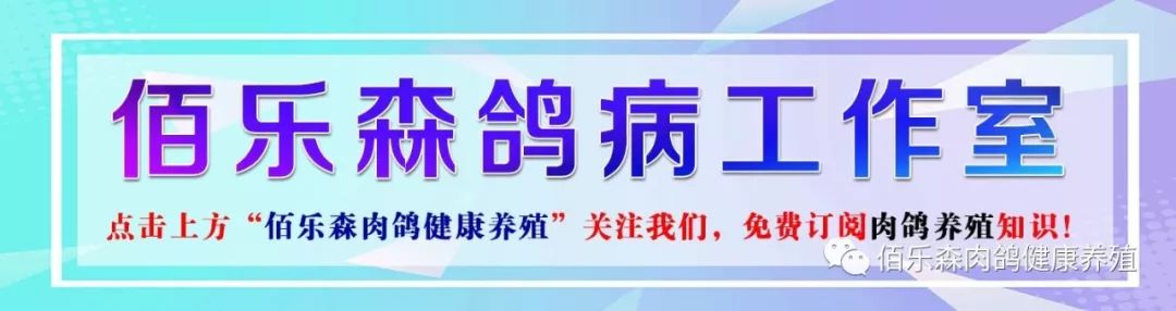 养鸽养殖技术_鸽了养殖技术_家鸽养殖