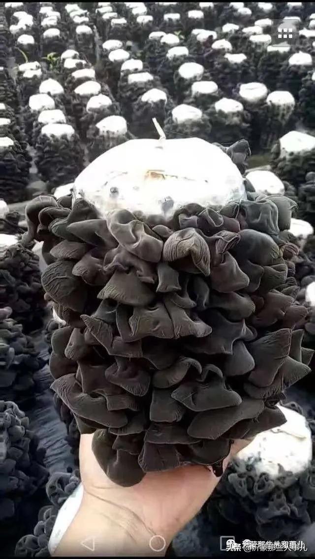 木耳种植赚钱吗_致富劲木耳种植方法_种植木耳前景如何