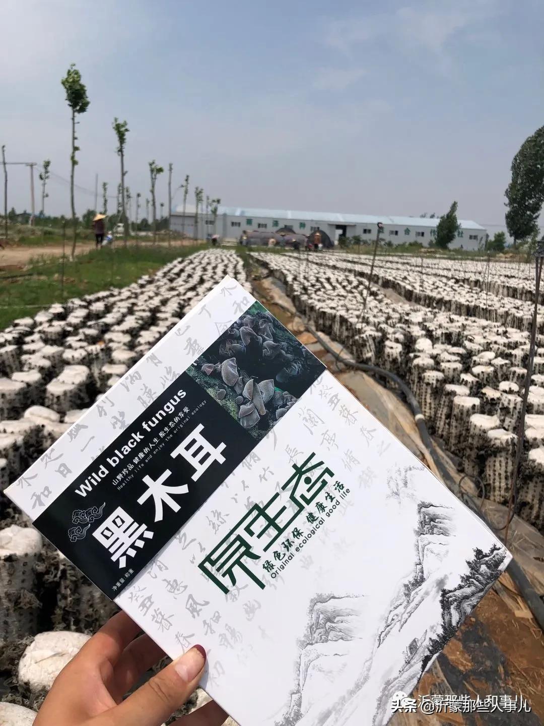种植木耳前景如何_致富劲木耳种植方法_木耳种植赚钱吗