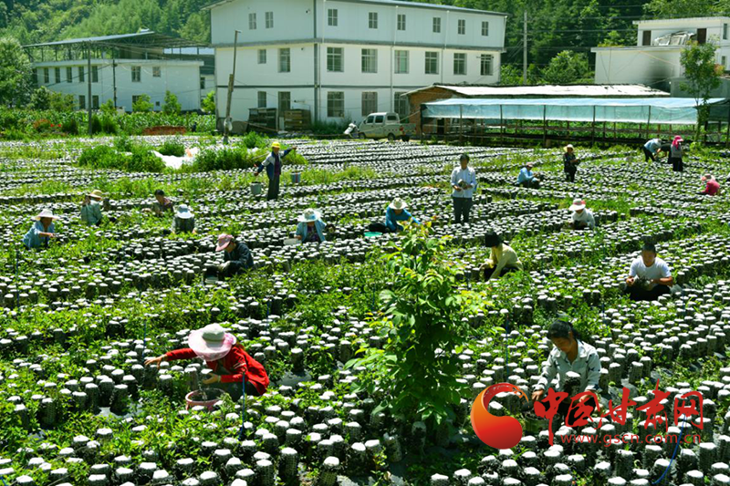 康县：黑木耳种植托起群众“致富梦”