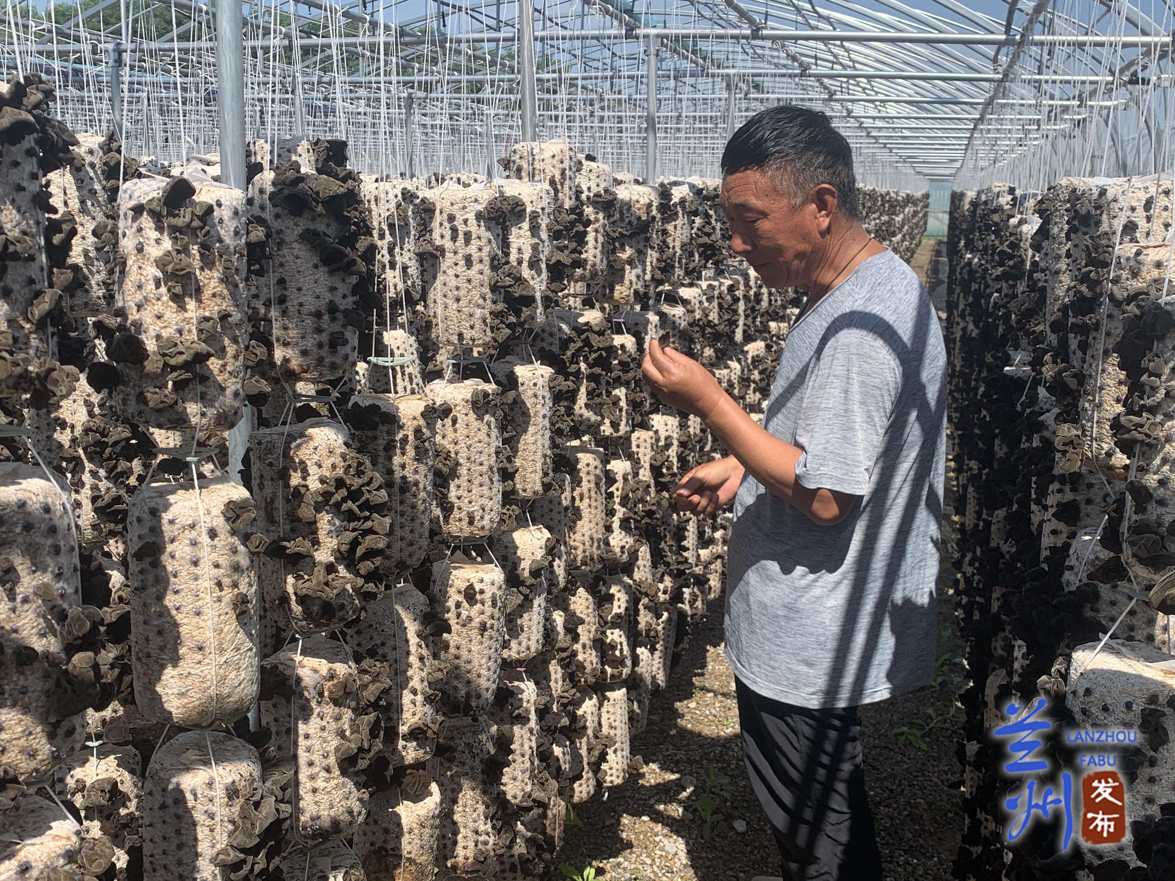 致富劲木耳种植方法_致富经玉木耳_木耳种植赚钱吗