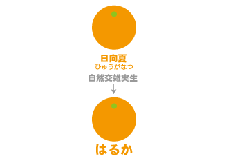 《春香橘柚新品种在福建大田引种表现》