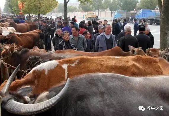养殖牛养什么品种_养殖牛的技术及品种_养牛新品种