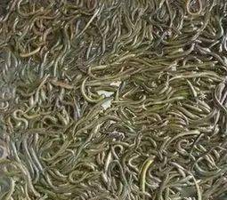 致富经蚯蚓养殖黄鳝6_致富养殖蚯蚓黄鳝怎么样_致富养殖蚯蚓黄鳝视频