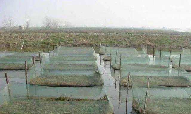 致富养殖蚯蚓黄鳝视频_致富养殖蚯蚓黄鳝怎么样_致富经蚯蚓养殖黄鳝6
