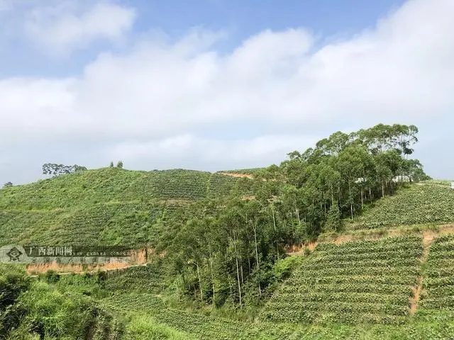 淳安刘寄奴种植致富_淳安刘寄奴种植致富_淳安刘寄奴种植致富