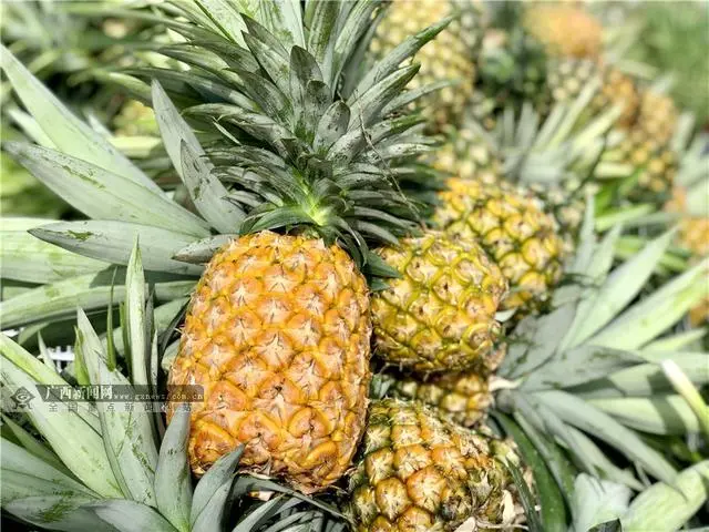 淳安刘寄奴种植致富_淳安刘寄奴种植致富_淳安刘寄奴种植致富