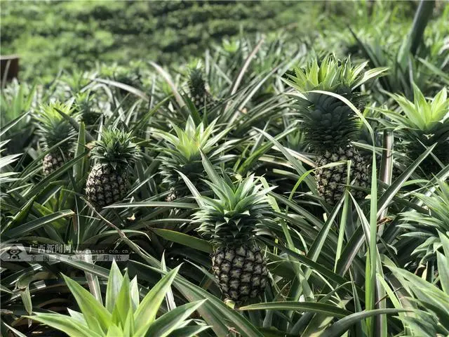 淳安刘寄奴种植致富_淳安刘寄奴种植致富_淳安刘寄奴种植致富