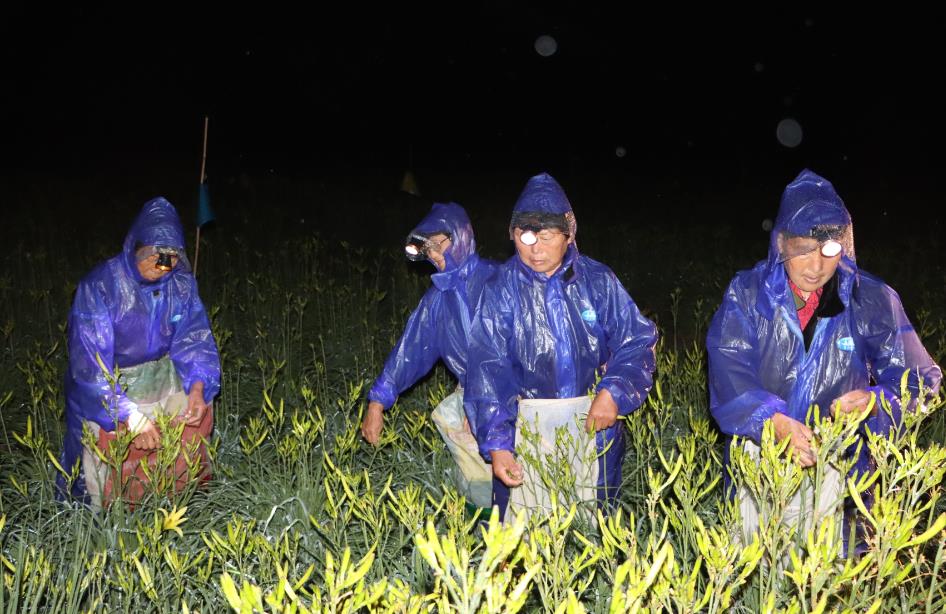 种植致富农村项目大全_永新种植致富故事_致富种植视频全集