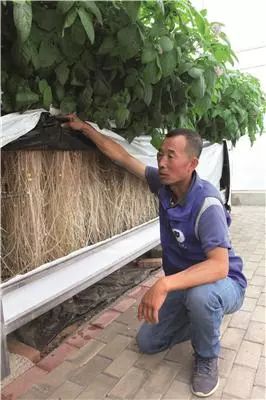 甘肃农村种植致富_甘肃农民种什么_甘肃种地有出路吗