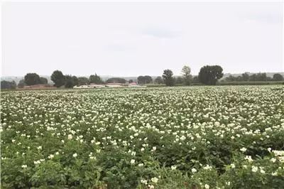 甘肃农村种植致富_甘肃种地有出路吗_甘肃农民种什么