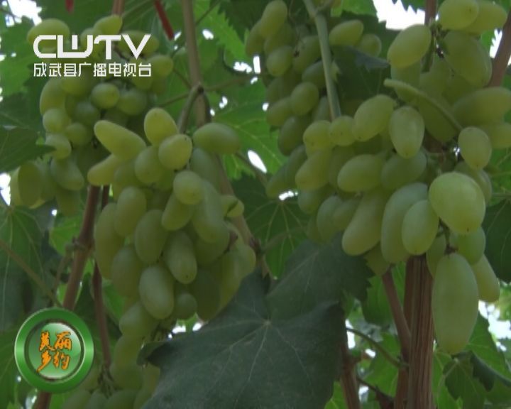 稻城水稻_稻城是种水稻的吗_稻城种植致富项目