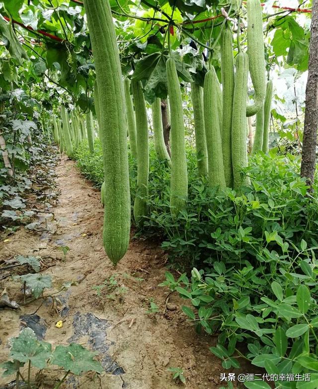 种植丝瓜络种出“致富路”，亩收入5000元，丝瓜络原来还真是个宝
