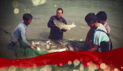黑色养殖致富技巧_致富经养殖黑猪_致富经养殖黑鱼