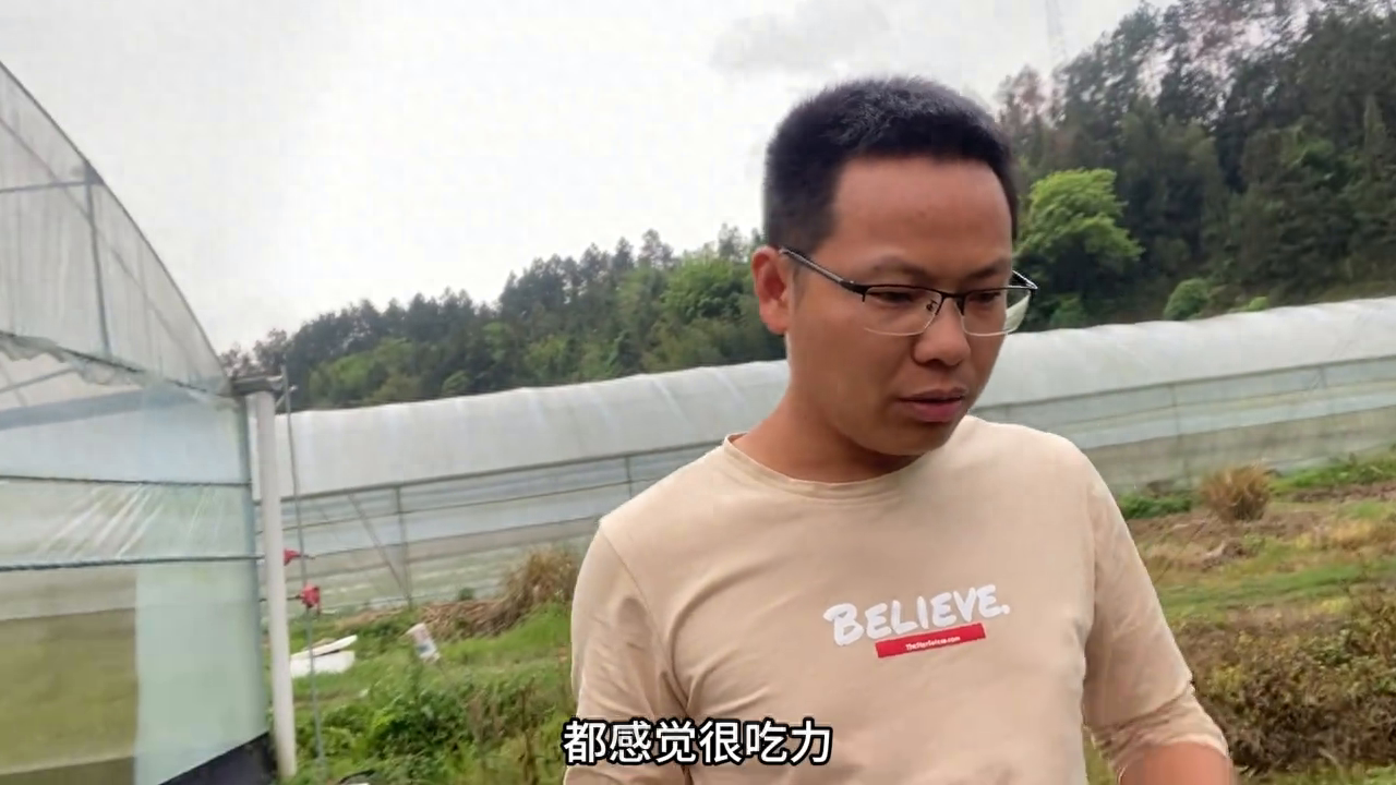 农村田埂上常见的这种野草，原来就是“明目草”，很多人不知道