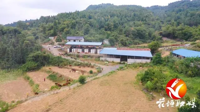 新闻致富养殖黄牛是真的吗_黄牛养殖致富新闻_致富经黄牛养殖技术大全
