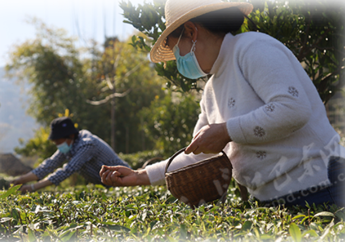巴东种植致富_巴东药材种植合作社_湖北巴东养殖专业合作社