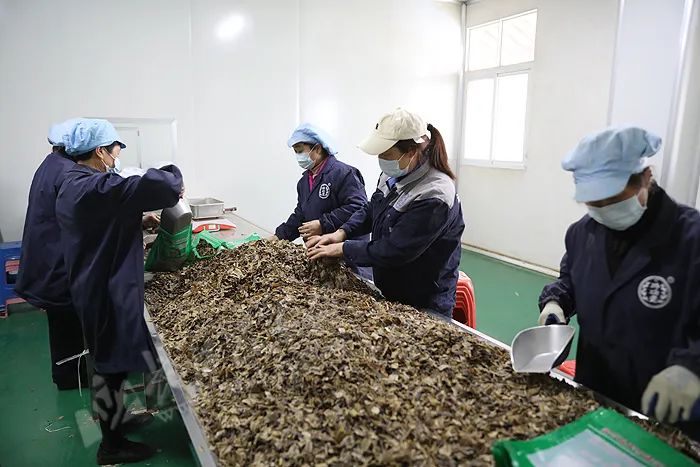 湖北巴东适合种什么果树_巴东适合种植的药材_巴东种植致富