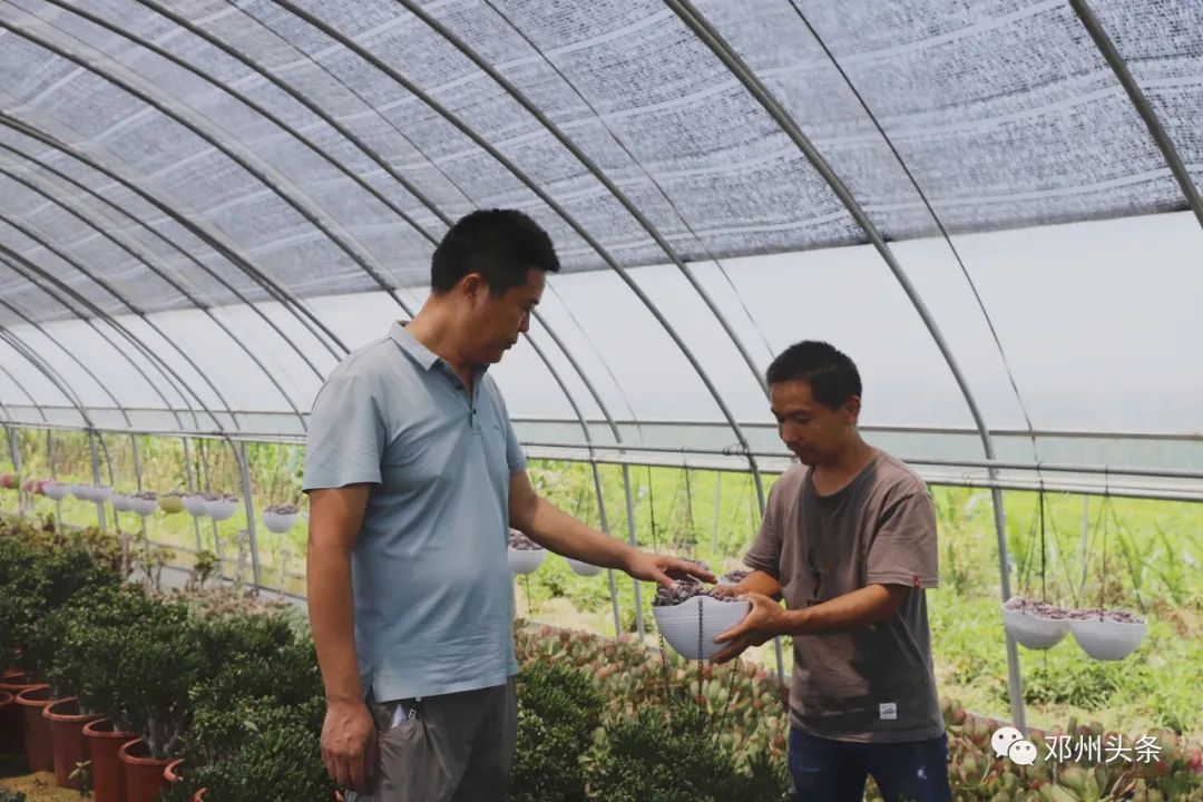 大棚种植致富_大棚植物养殖致富_大棚养殖什么最赚钱