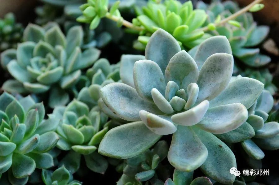 大棚植物养殖致富_大棚养殖什么最赚钱_大棚种植致富
