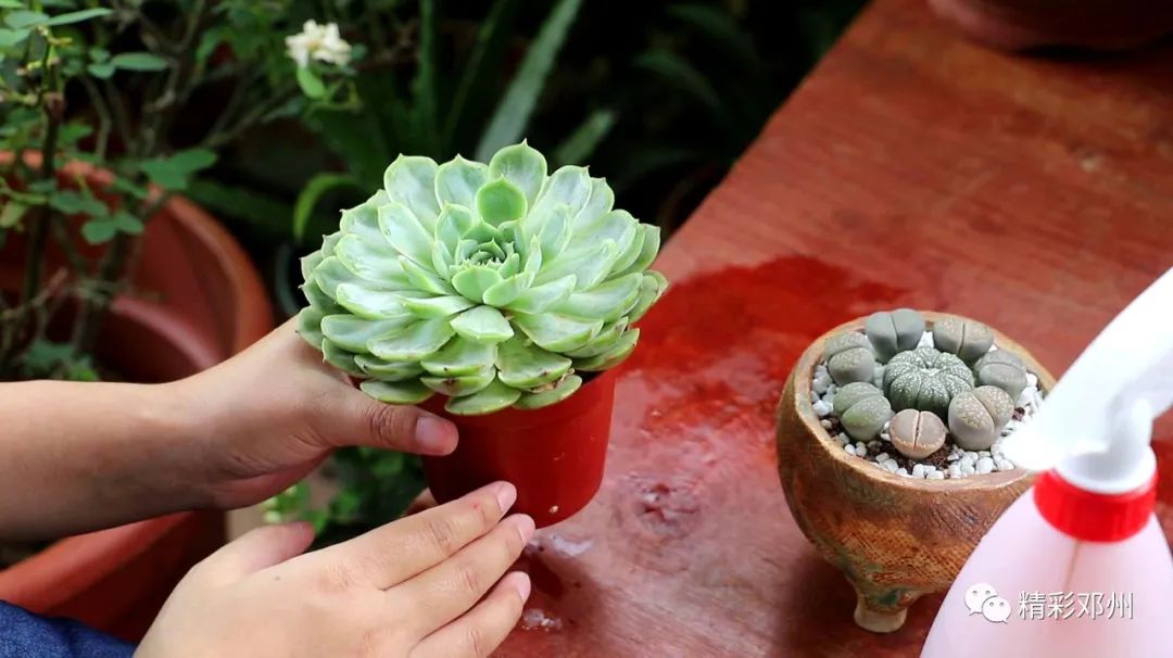 大棚植物养殖致富_大棚养殖什么最赚钱_大棚种植致富