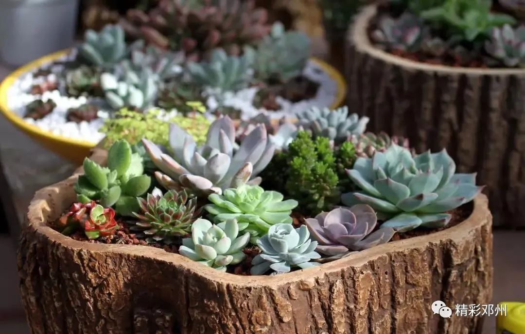 大棚种植致富_大棚植物养殖致富_大棚养殖什么最赚钱