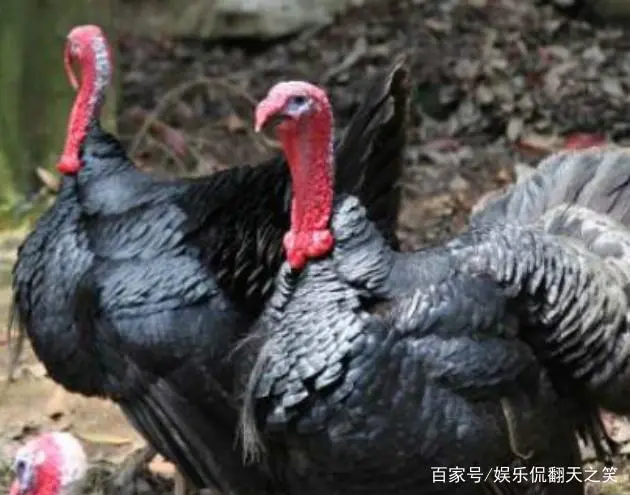 养殖火鸡视频_养殖火鸡技术视频_火鸡怎么养殖技术